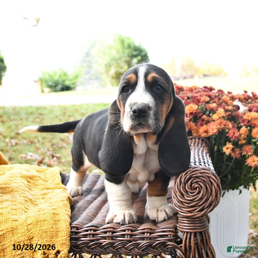 Basset Hound dogs for sale: Pippa - Ad 2