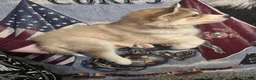Siberian Husky dogs for sale: Black - Ad 3