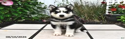 Siberian Husky dogs for sale: Echo - Ad 4