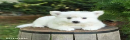 American Eskimo dogs for sale: Frisky - Ad 2