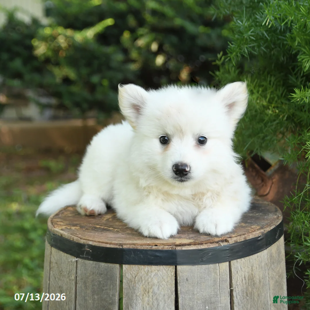 American Eskimo dogs for sale: Frisky - Ad 2