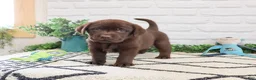 Labrador Retriever dogs for sale: Timon  - Ad 3