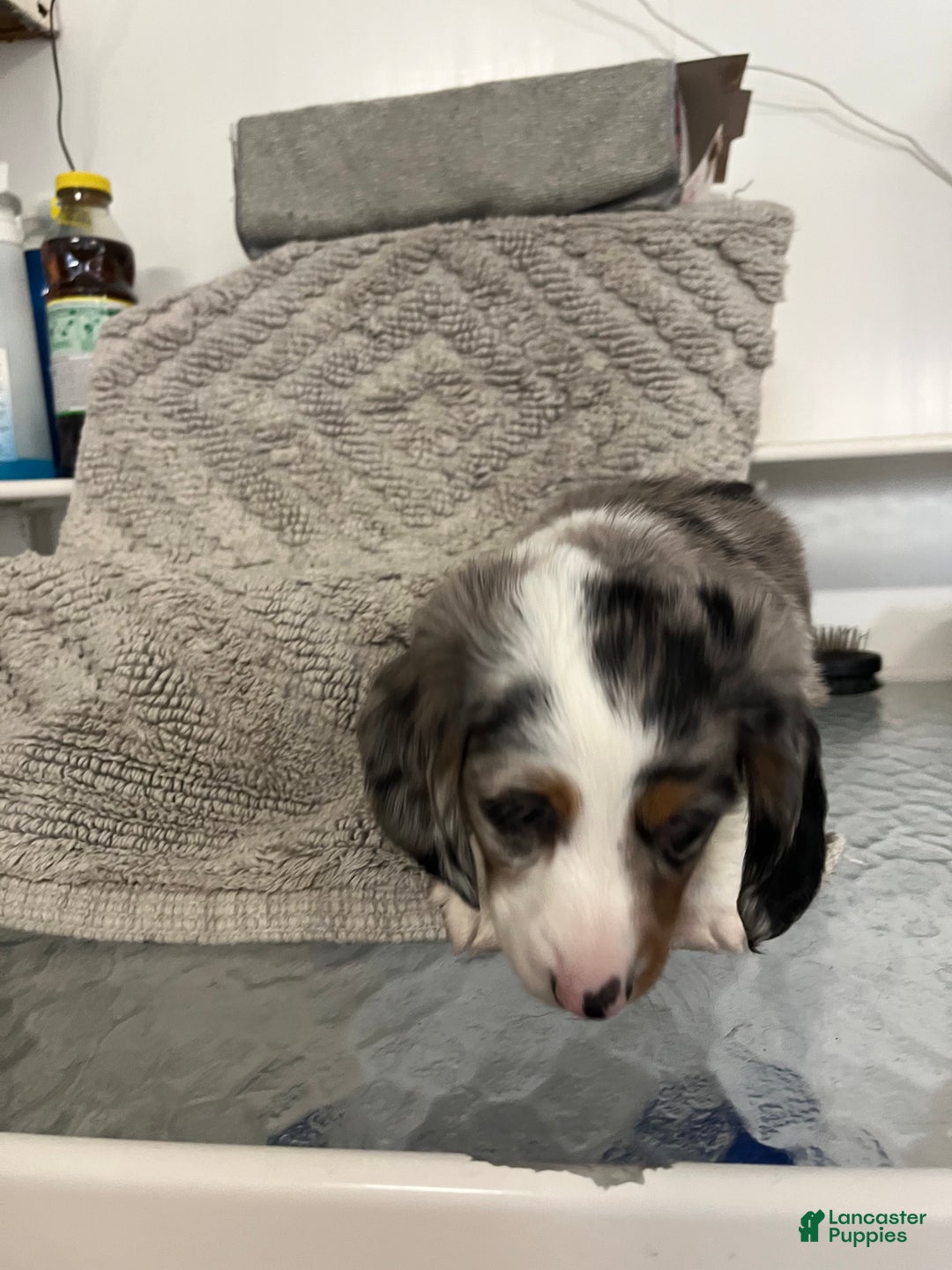 Miniature Dachshund dogs for sale: Rascal  - Ad 4