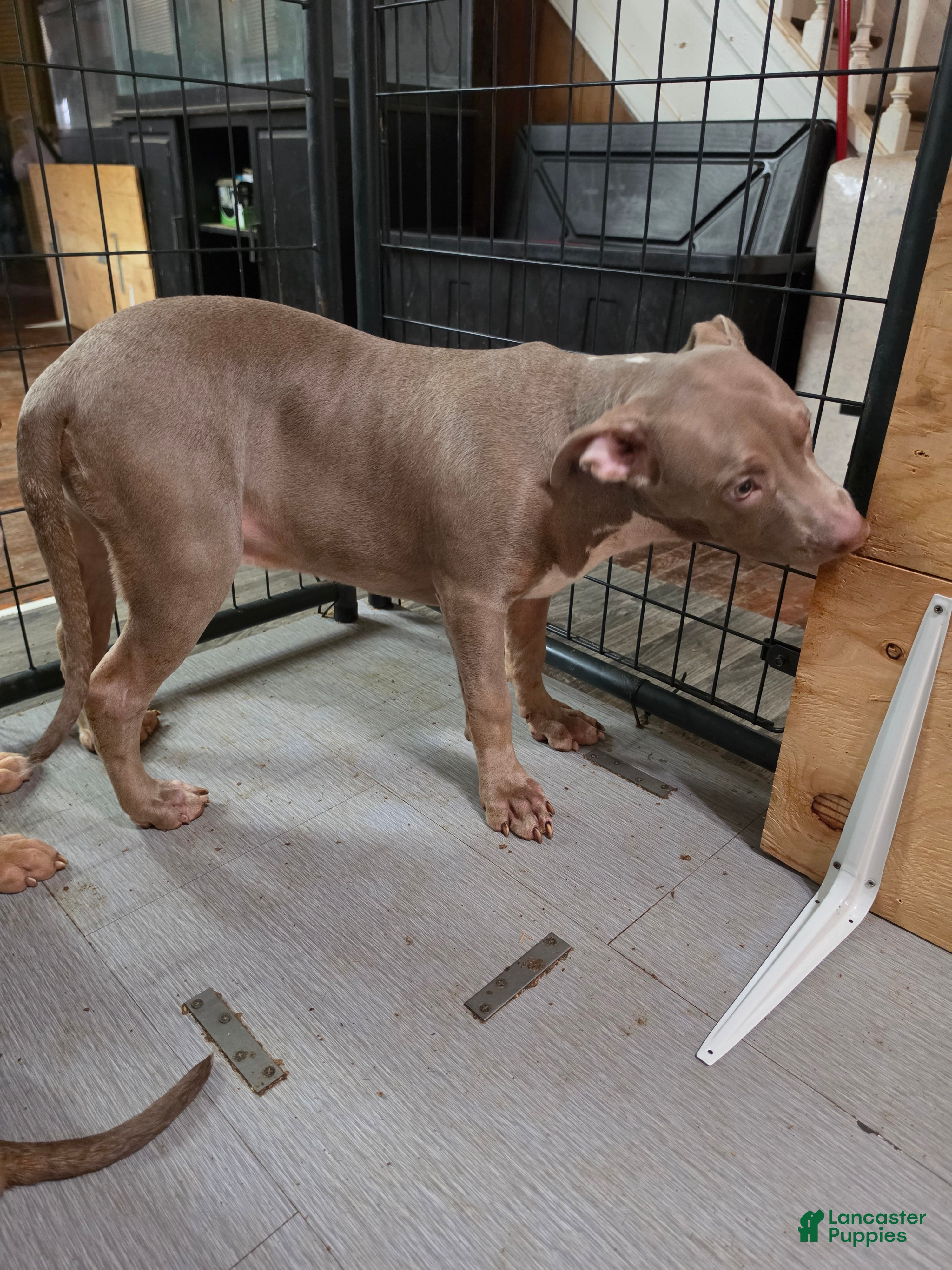 American Bully dogs American Bully 2 Male - Ad 2