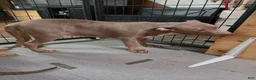 American Bully dogs for sale: American Bully 2 Male - Ad 2