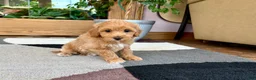 Mixed Breed dogs for sale: Mixed Breed 1 - Ad 2