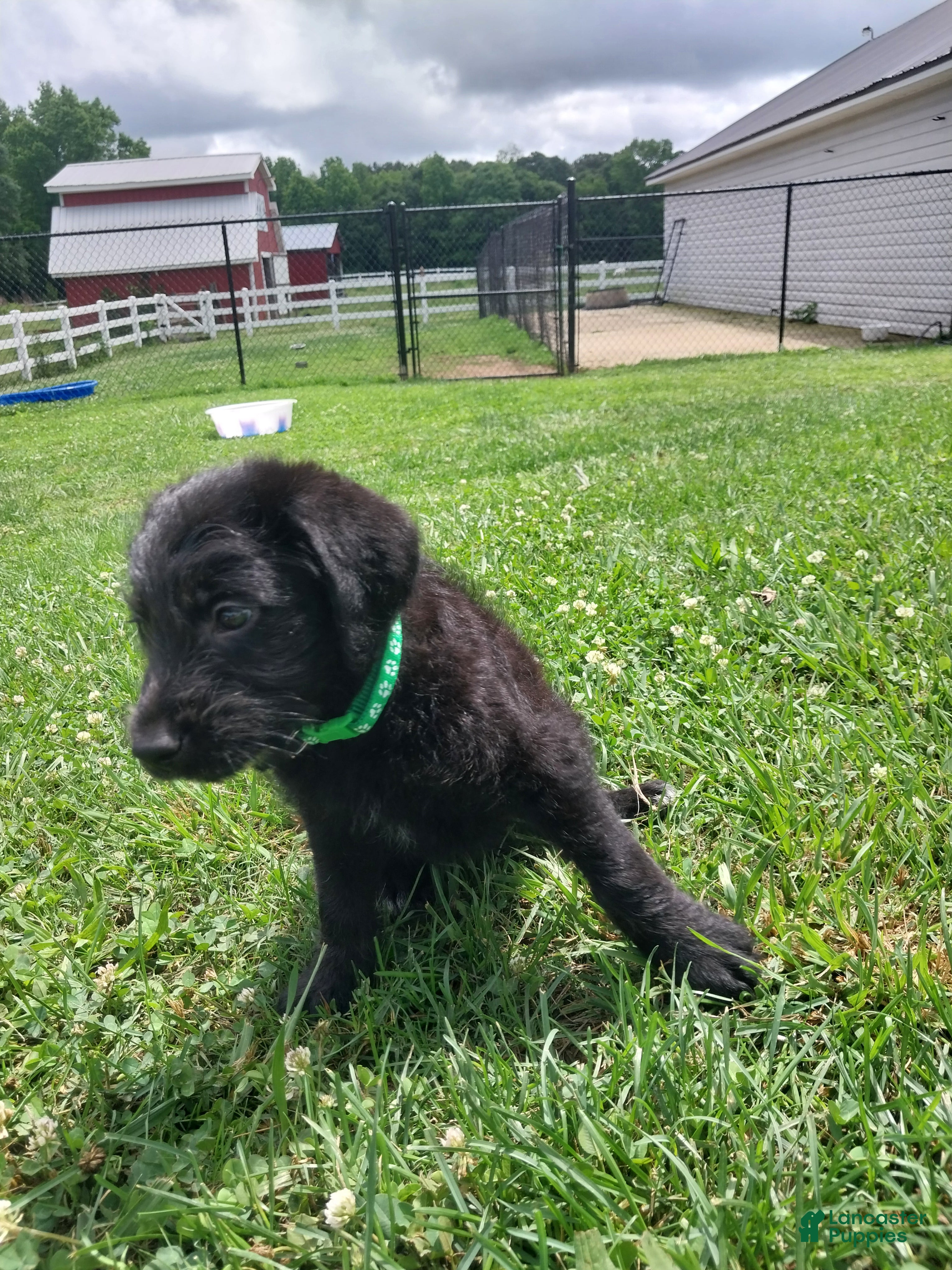Labradoodle dogs for sale: Rusty - Ad 2