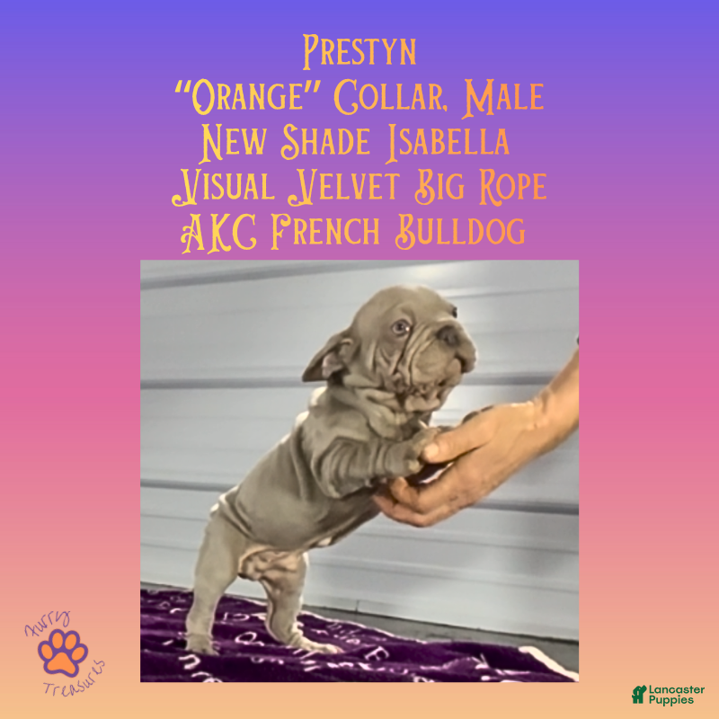 French Bulldog dogs for sale: Prestyn “ Orange” Collar, Male - Ad 11