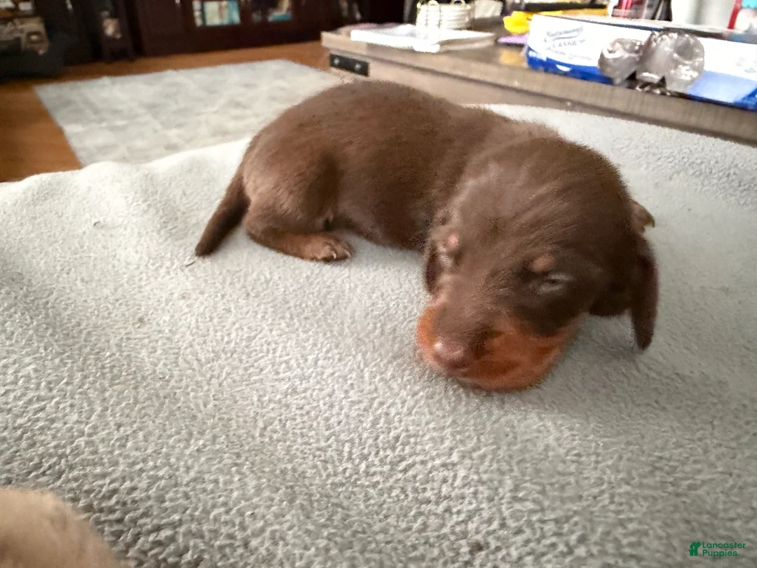 Miniature Dachshund dogs for sale: Champion bred long coat import - Ad 2