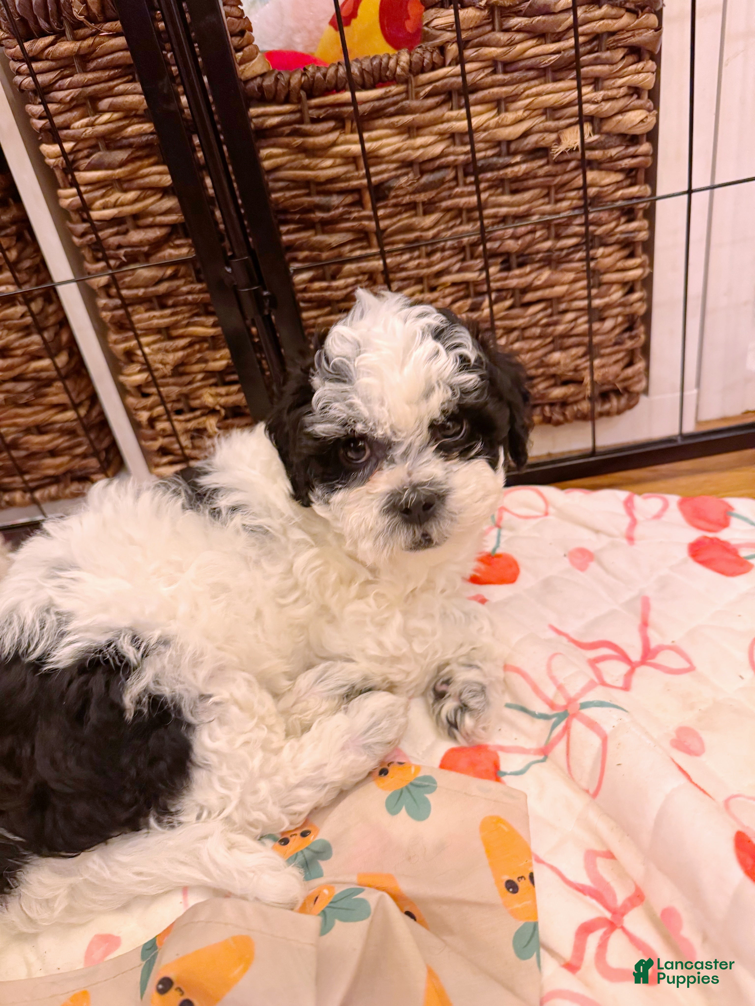 Shihpoo dogs Truffle - Ad 42