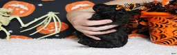 Toy Poodle dogs for sale: Sydney - Ad 12