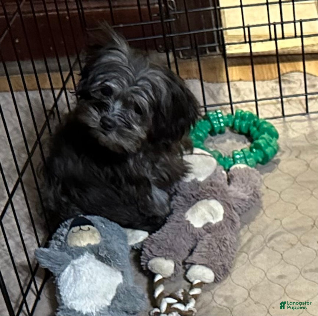 Shihpoo dogs for sale: Shihpoo Puppy 4 - Ad 7