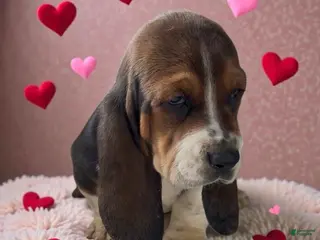 Basset Hound dogs Basset Hound Puppy 1 - Ad 11