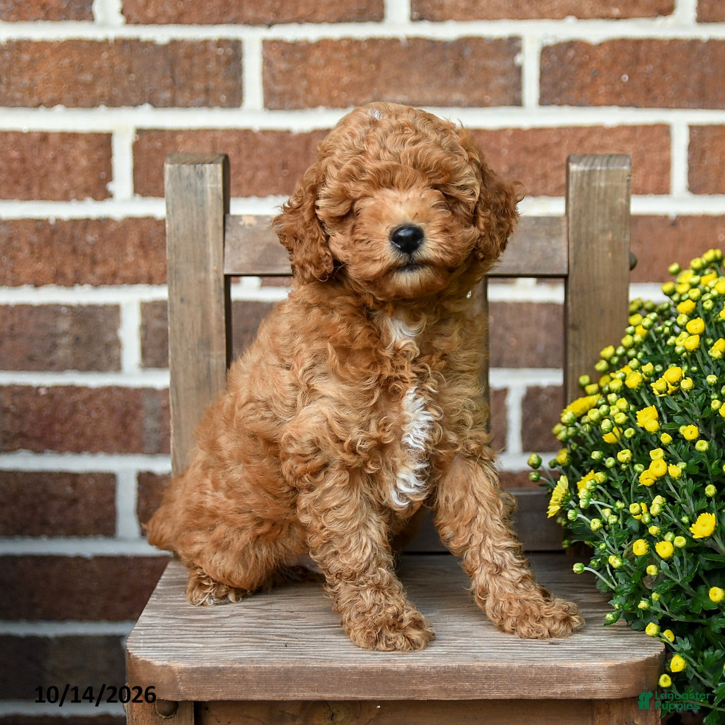 Miniature Poodle dogs Teddy - Ad 1