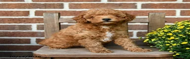 Teddy