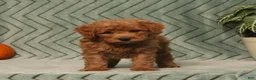 Miniature Poodle dogs for sale: Gomer - Ad 5