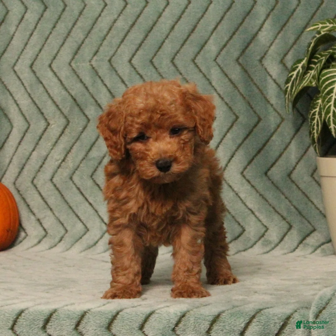 Miniature Poodle dogs for sale: Gomer - Ad 5