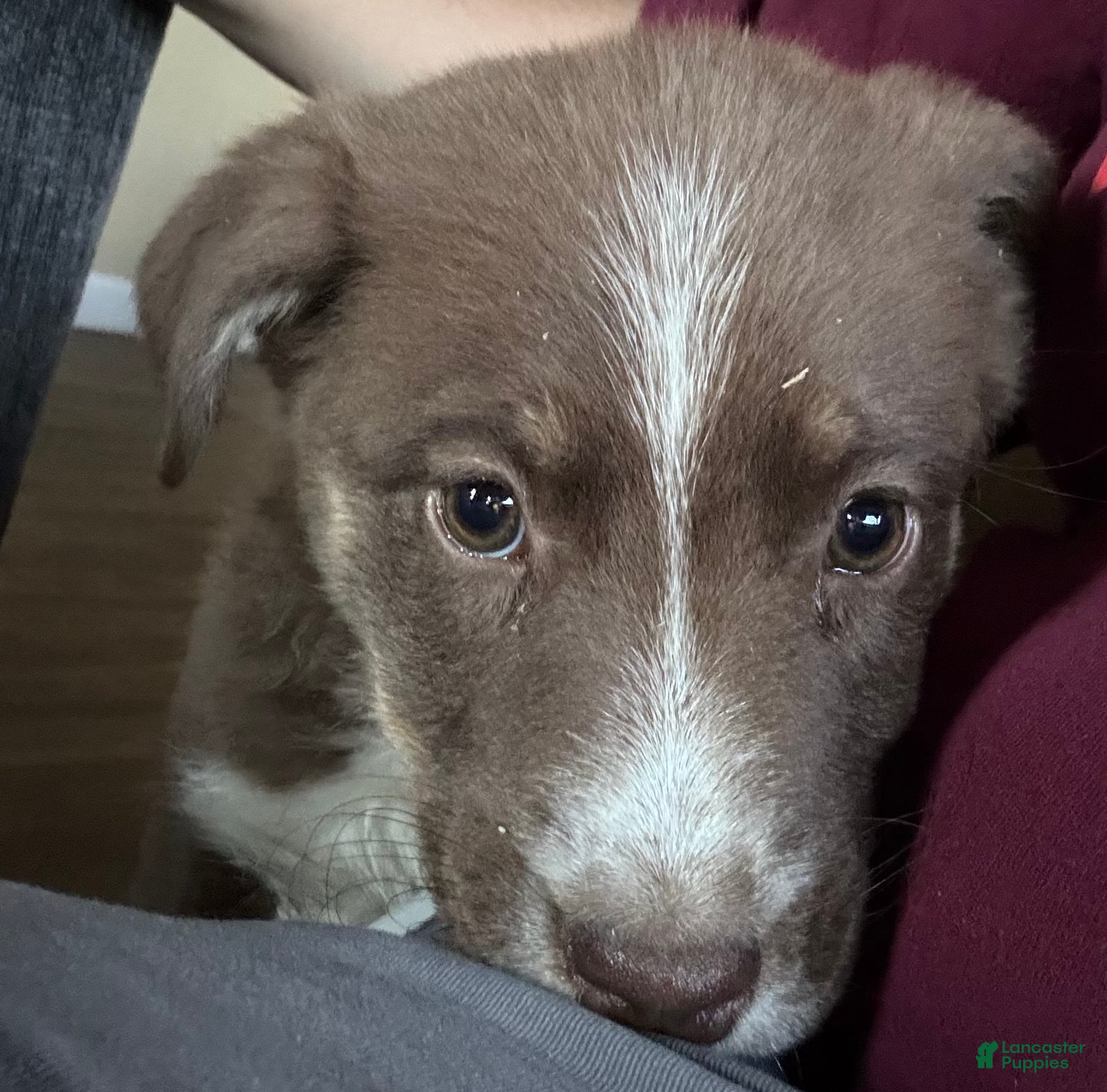 Mixed Breed dogs Mixed Breed Puppy 2 - Ad 27
