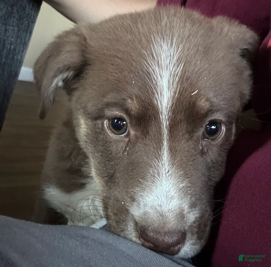 Mixed Breed dogs for sale: Mixed Breed Puppy 2 - Ad 1