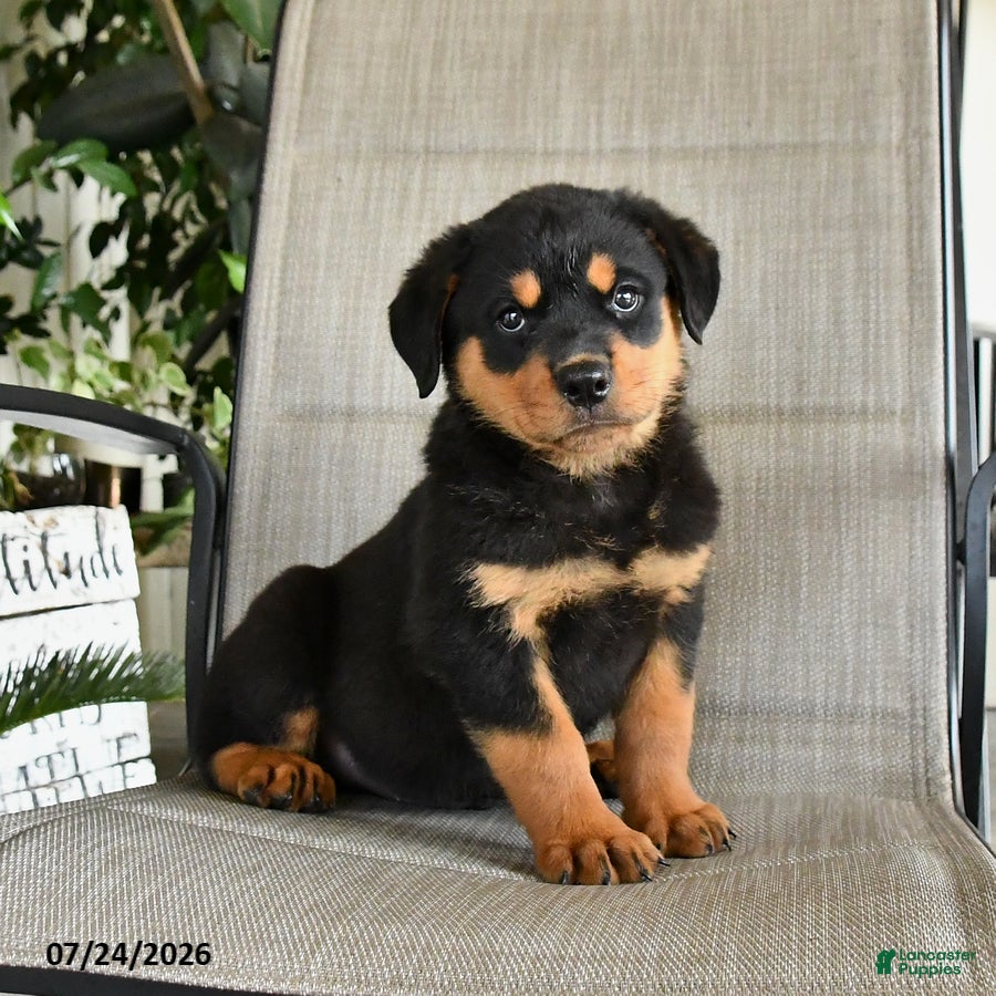Rottweiler dogs Melvin - Ad 1