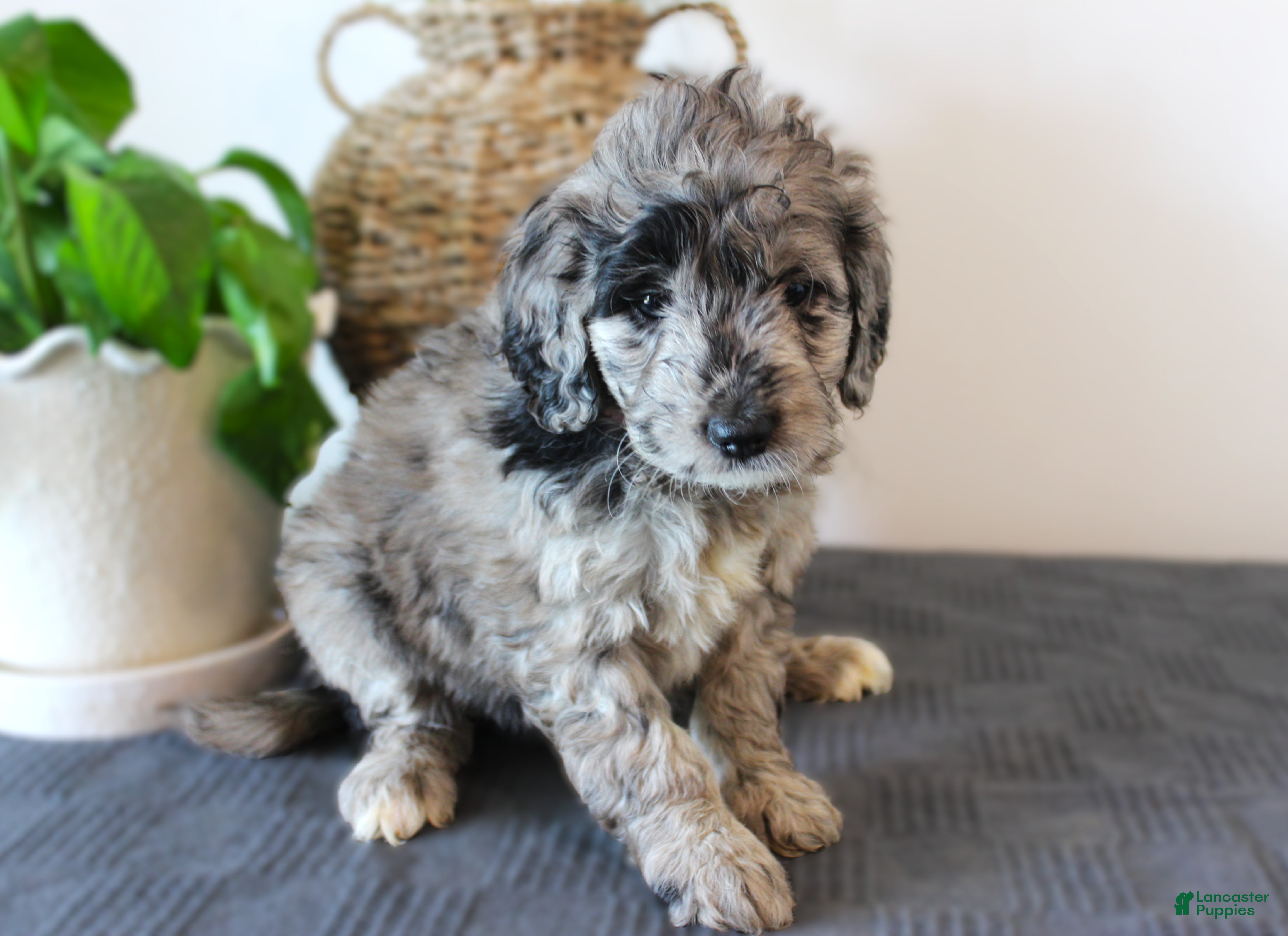 Mini Goldendoodle dogs Gracie - Ad 2