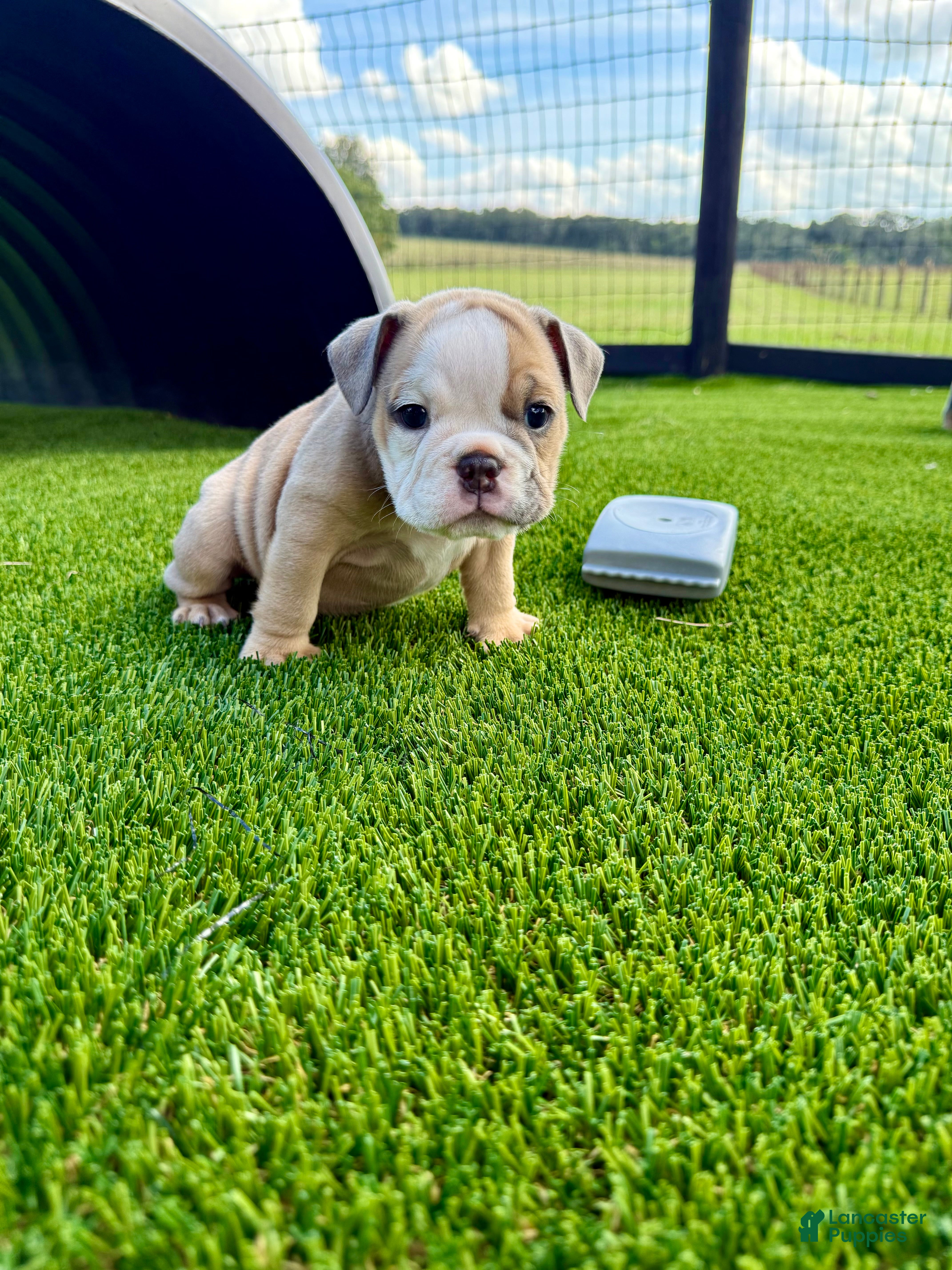 English Bulldog dogs Madam Betty Jo of Bulldogs Inc. - Ad 2