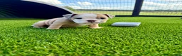 English Bulldog dogs for sale: Madam Betty Jo of Bulldogs Inc. - Ad 2