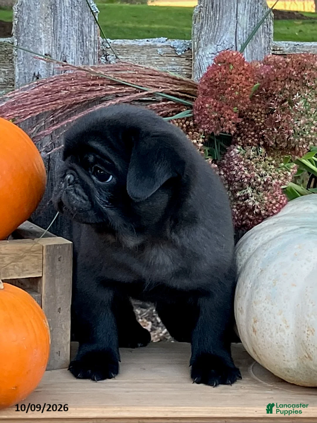 Pug dogs for sale: Corden - Ad 4