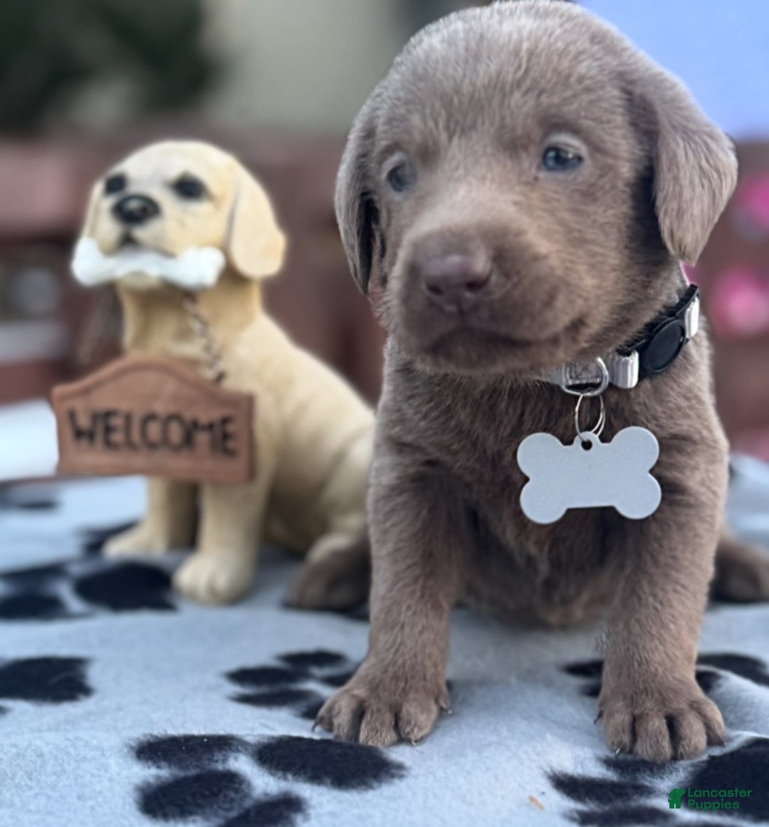 Labrador Retriever dogs for sale: Labrador Retriever Puppy 1 - Ad 10