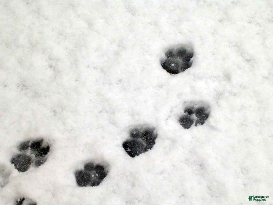Tripps Canine Companions