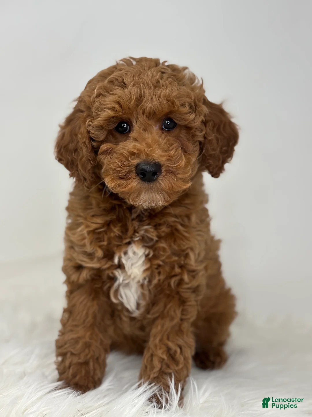 Miniature Poodle dogs for sale: Mark - Ad 2