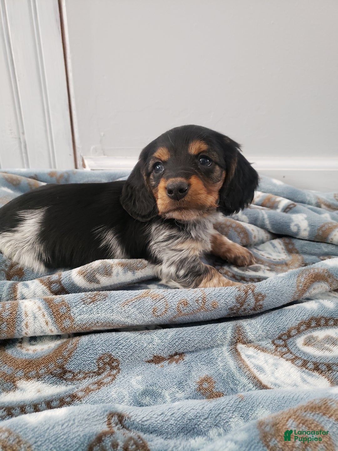 Miniature Dachshund dogs for sale: Theo - Ad 14