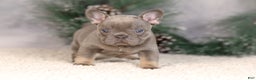 French Bulldog dogs for sale: Bluey - Ad 3