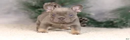 French Bulldog dogs for sale: Bluey - Ad 3