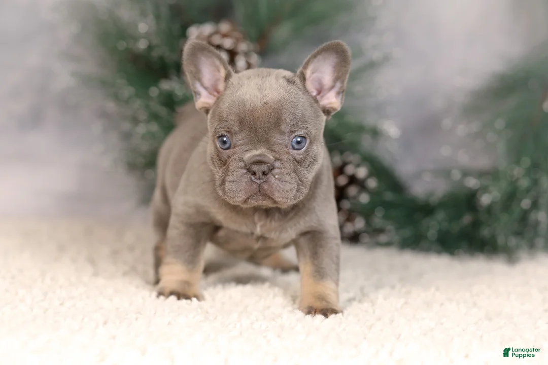 French Bulldog dogs for sale: Bluey - Ad 3