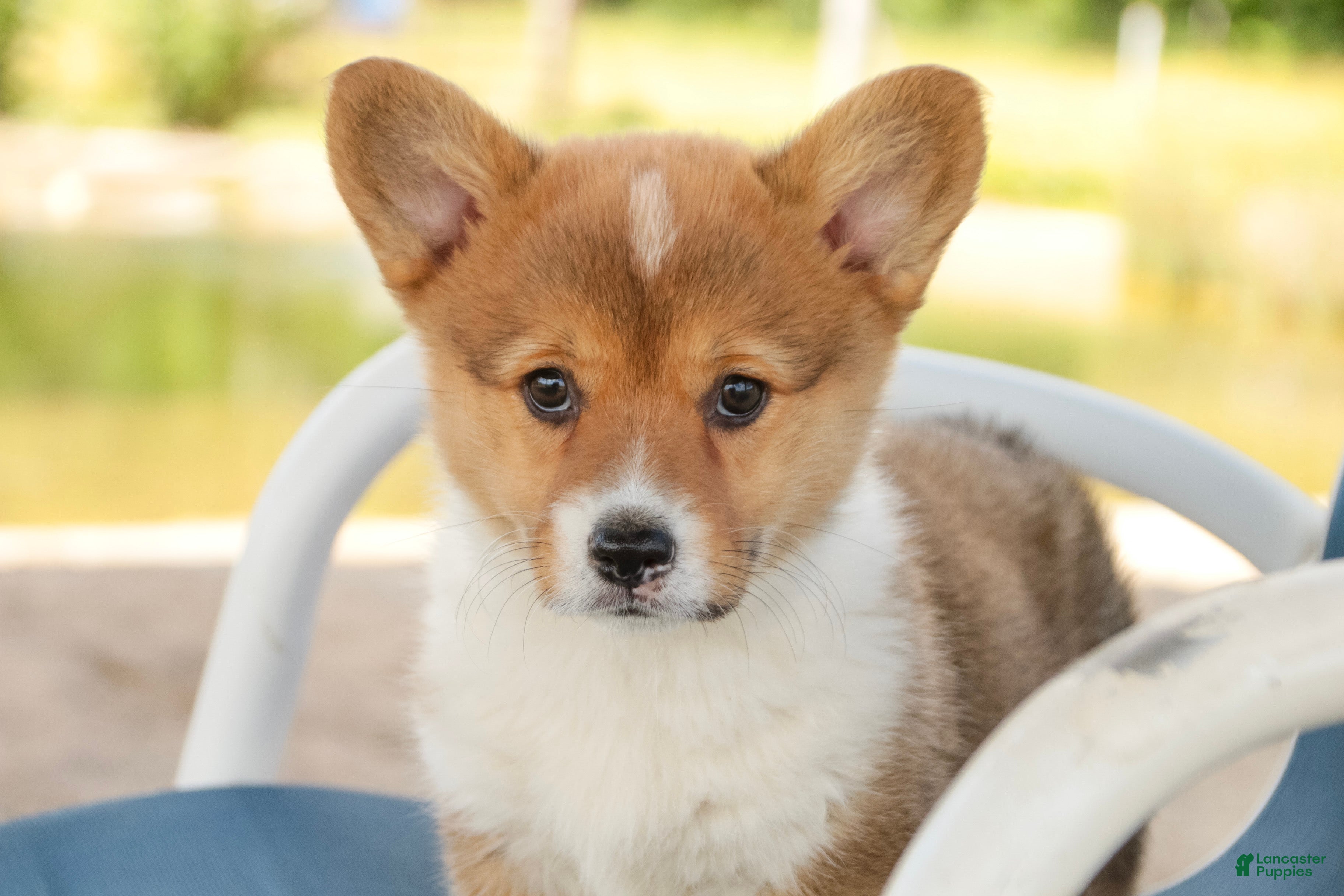 Welsh Corgi Pembroke dogs Jessie - Ad 1