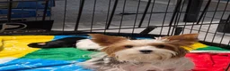 Mixed Breed dogs for sale: Cookie - Ad 5