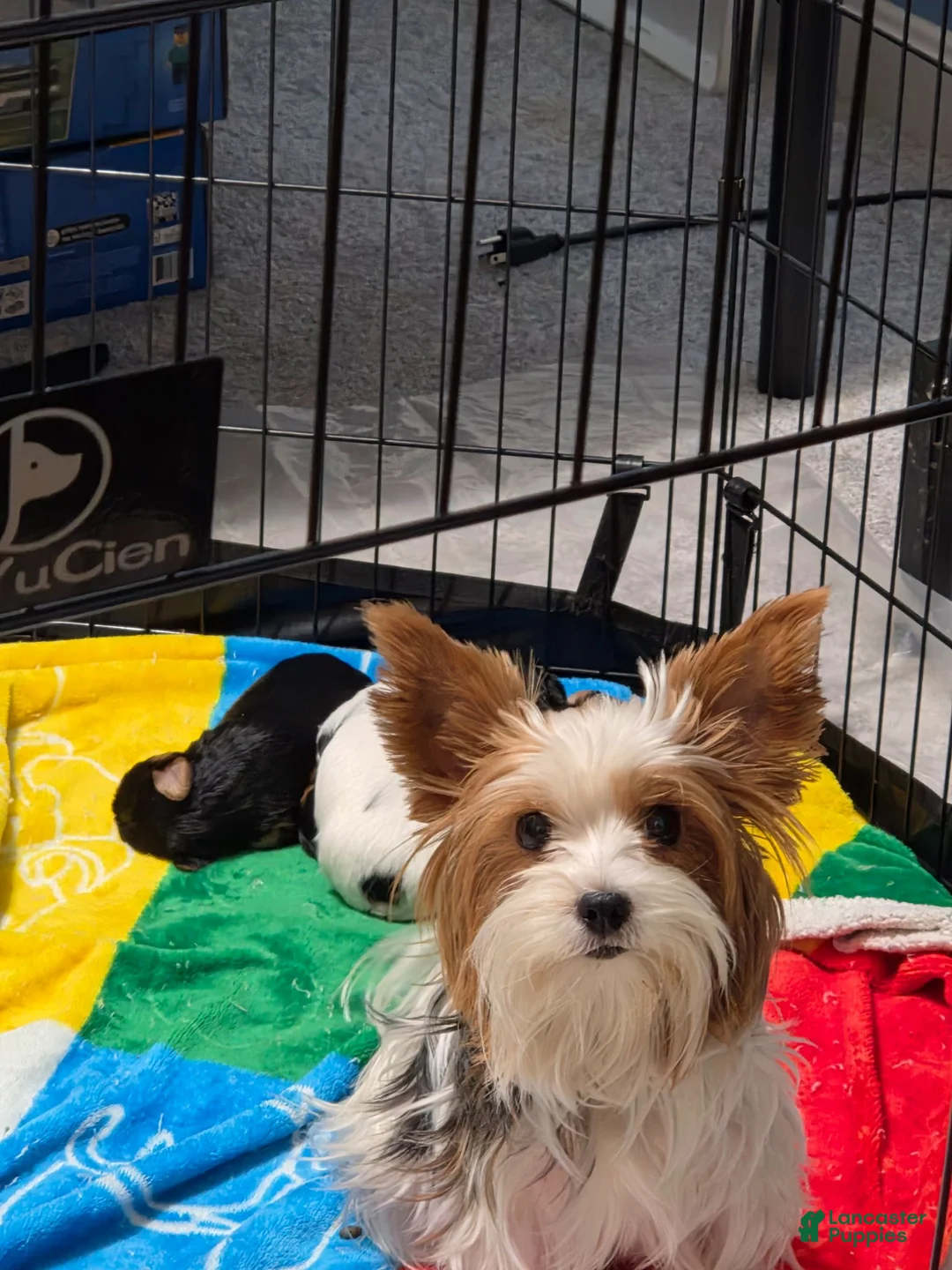 Mixed Breed dogs for sale: Cookie - Ad 5