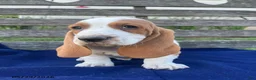 Basset Hound dogs for sale: Juno - Ad 3