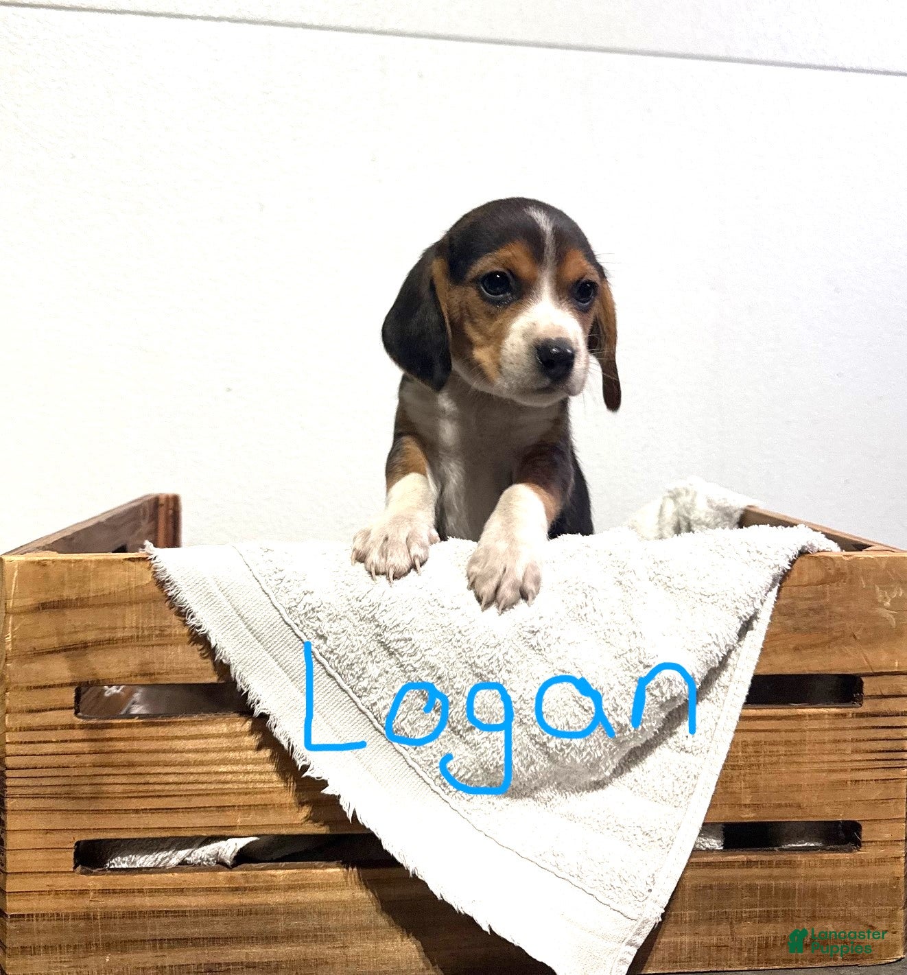 Beagle dogs Logan - Ad 2