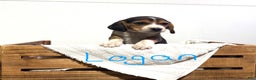 Beagle dogs for sale: Logan - Ad 1