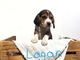 Beagle dogs Logan - Ad 7
