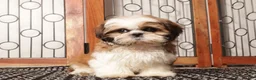 Shih Tzu dogs for sale: Luke - Awesome Tri Colored Shihtzu  - Ad 3