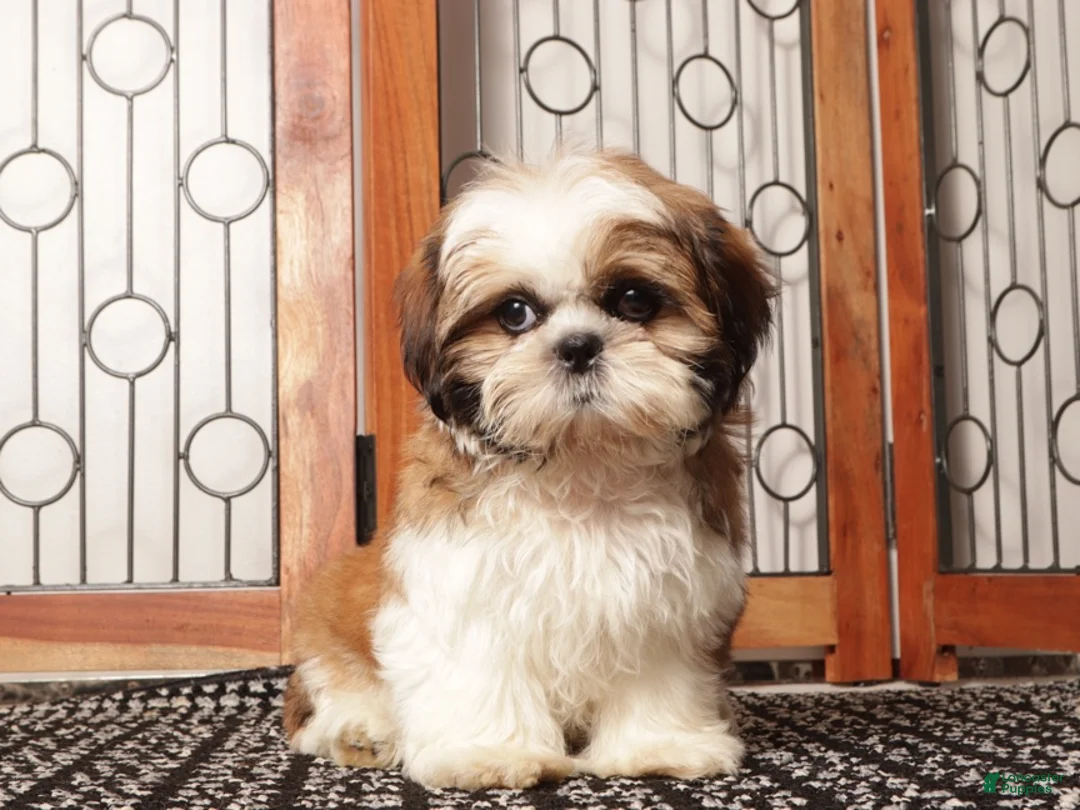 Shih Tzu dogs for sale: Luke - Awesome Tri Colored Shihtzu  - Ad 3