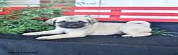 Mixed Breed dogs for sale: Cuddly - Ad 3