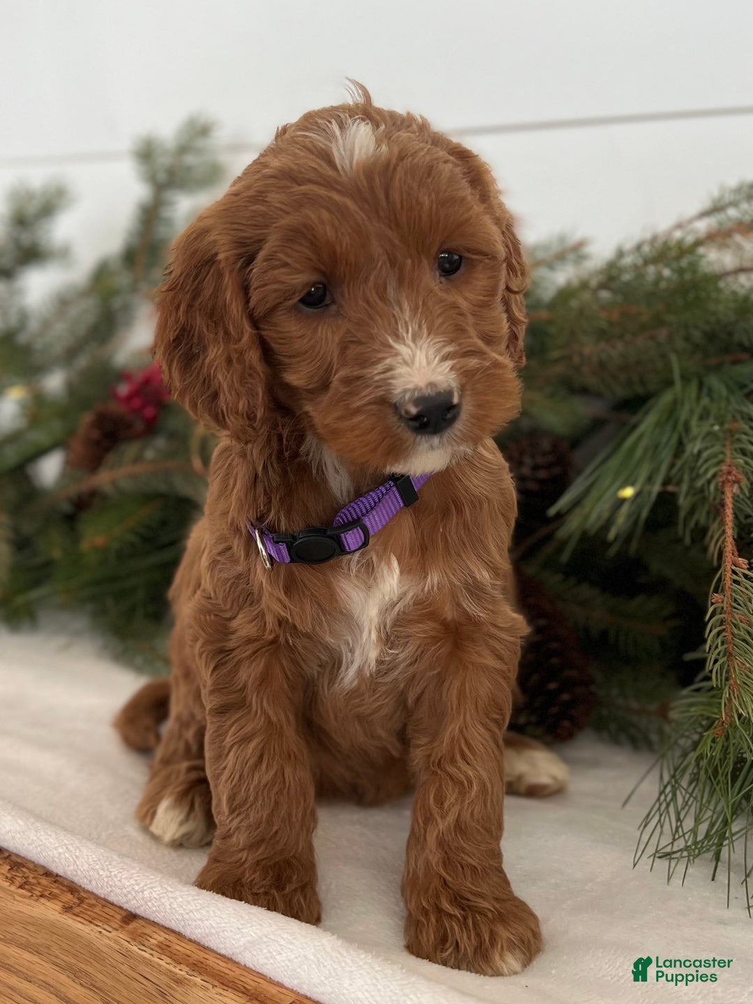 Irish Doodle dogs for sale: Aspen - Ad 8