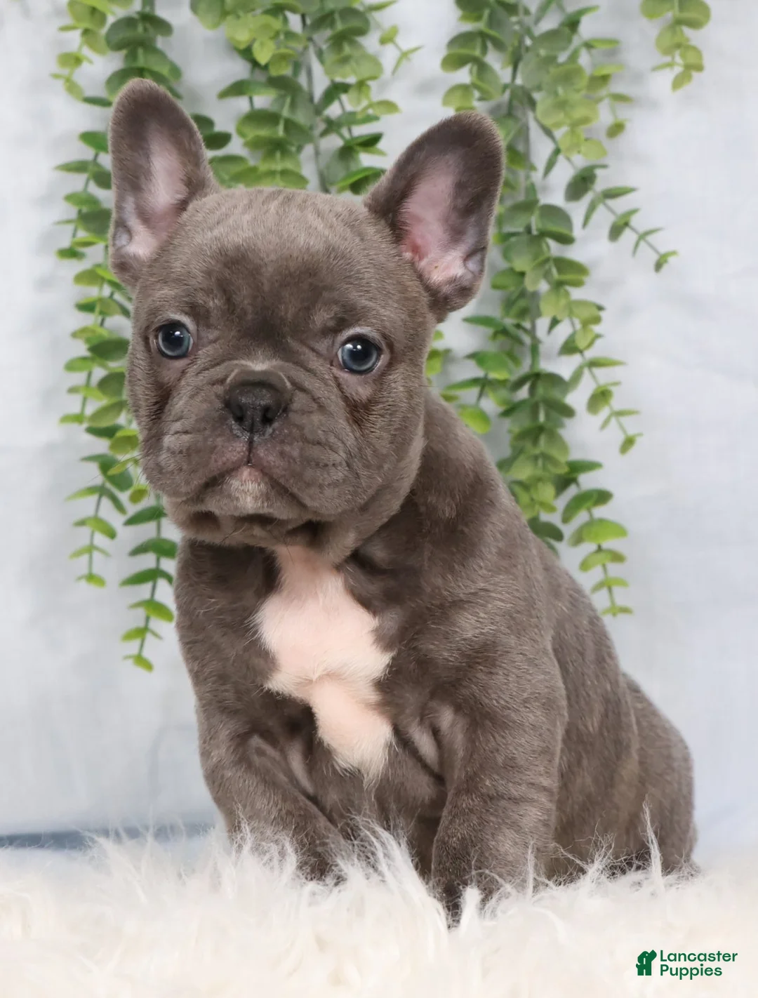 Frenchton dogs for sale: Steel - Ad 2