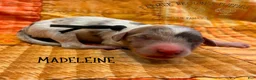 Mixed Breed dogs for sale: Madeleine - Ad 1
