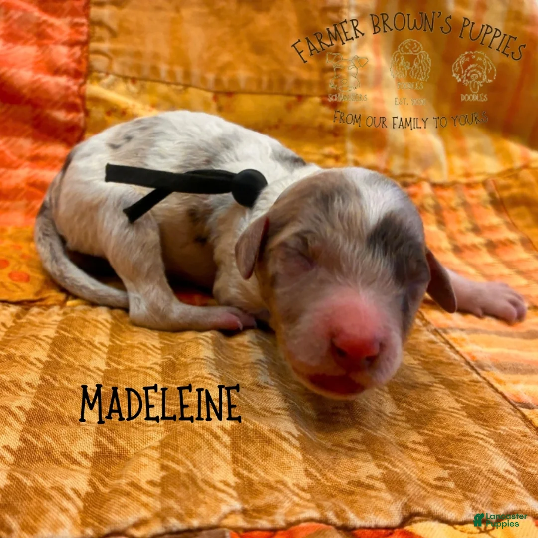 Mixed Breed dogs for sale: Madeleine - Ad 1