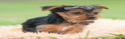 Yorkshire Terrier dogs for sale: Squiggles - Ad 2